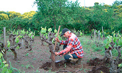2022 Frank Cornelissen 'Susucaru' Rosso