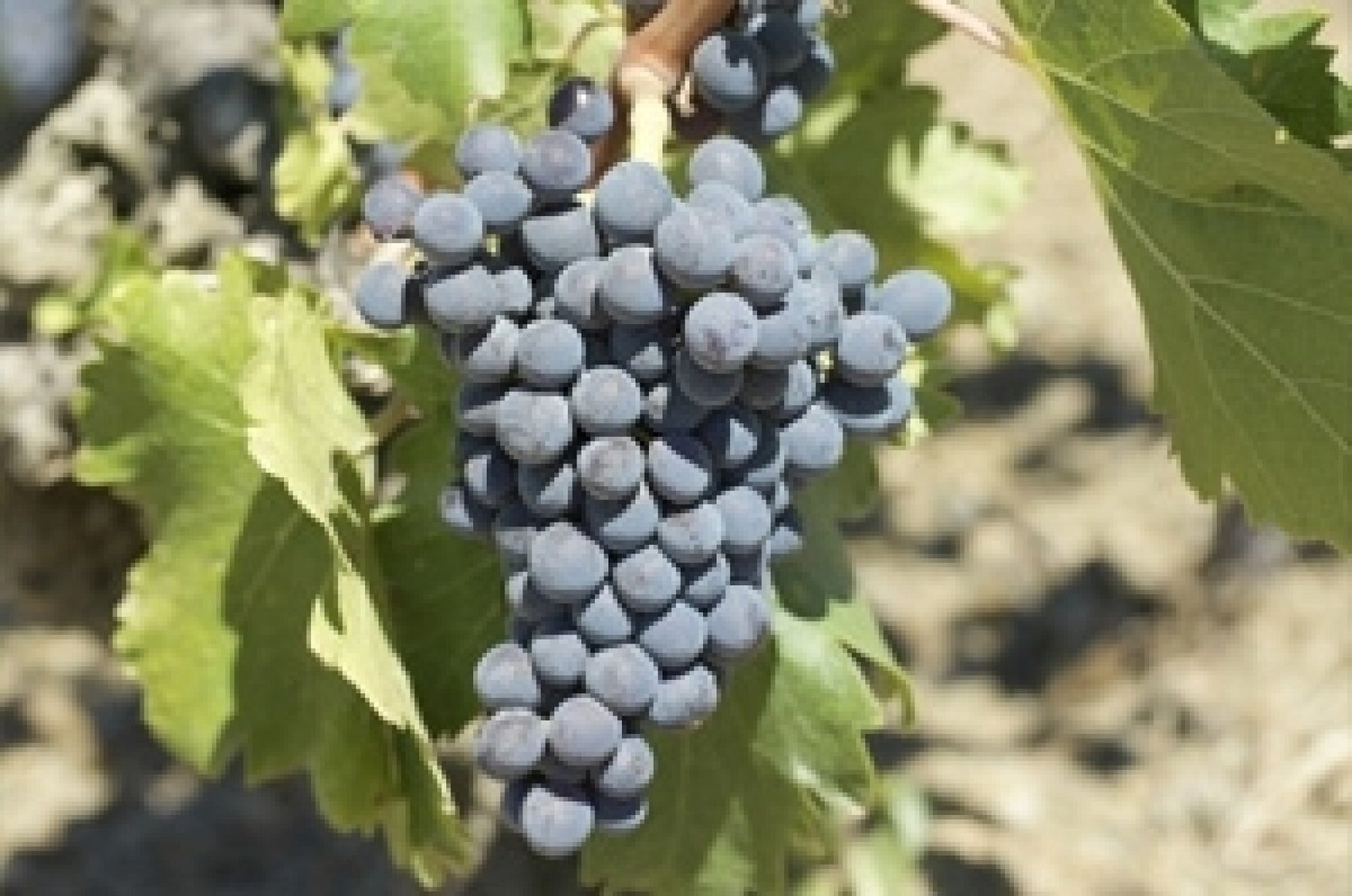 Buil & Gine - Priorat "Gine Gine" 2018