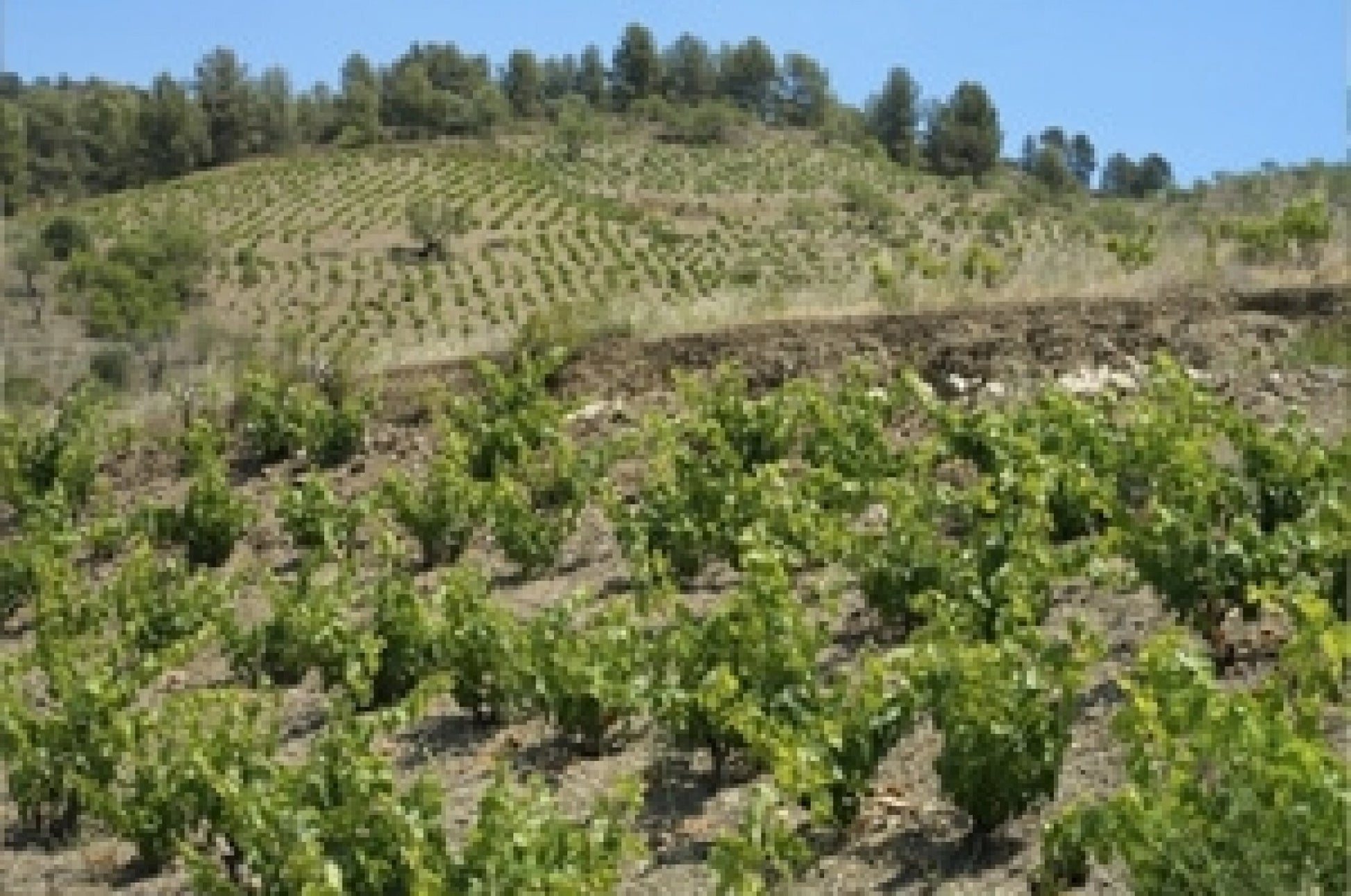 Buil & Gine - Priorat "Gine Gine" 2018