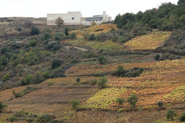 Descendientes de J. Palacios, Bierzo Pétalos 2017