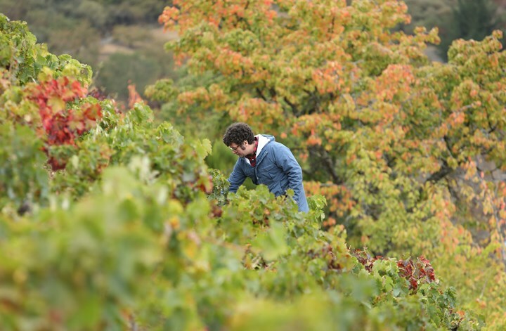 Descendientes de J. Palacios, Bierzo Pétalos 2017