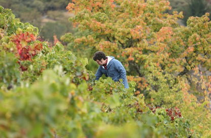 Descendientes de J. Palacios, Bierzo Pétalos 2017