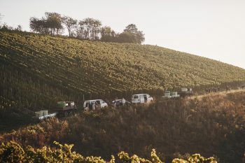 Weingut Donnhoff Tonschiefer Riesling Trocken Dry Slate 2023