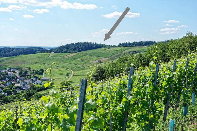 Hofgut Falkenstein 2023 Niedermenniger Im Kleinschock Riesling Kabinett AP-20