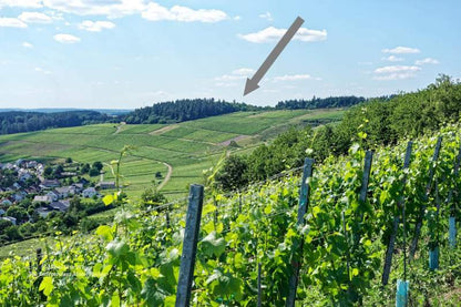 Hofgut Falkenstein 2023 Niedermenniger Im Kleinschock Riesling Kabinett AP-20