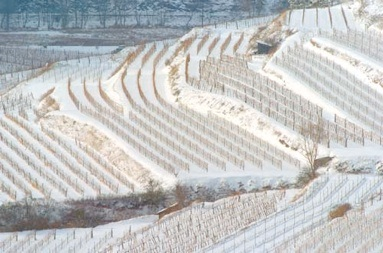 Weingut Brunn, Blauer Zweigelt Rosé 1L 2023