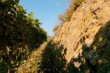 2017 Weingut Brunn Blauer Zweigelt