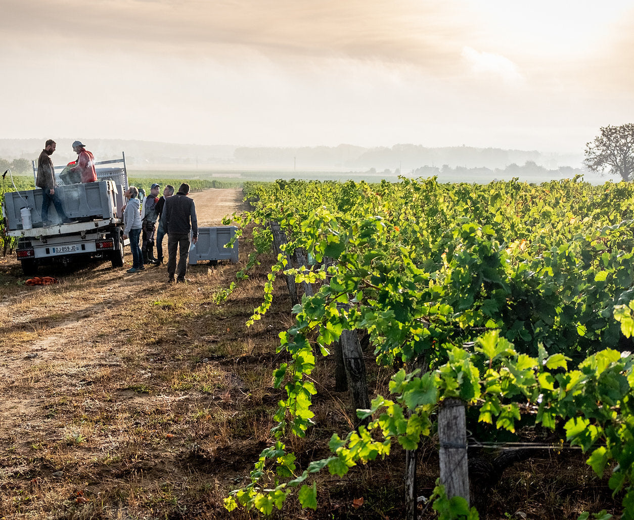 Frederic Mabileau "FRED" Cabernet Franc 2021