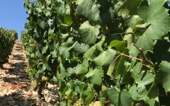 Patrick Piuze 2021 “Cotes d’Auxerre” Bourgogne Blanc